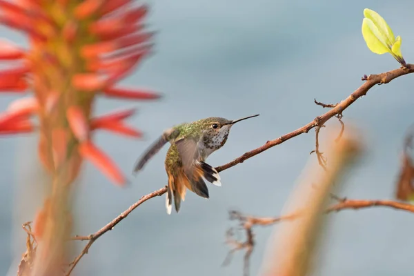 Beija Flor Parque Praia Laguna — Fotografia de Stock