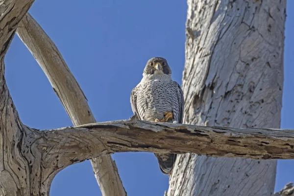 Bird peregrine falcon at tree limb perch at Bolsa Chica Wetlands in Southern California