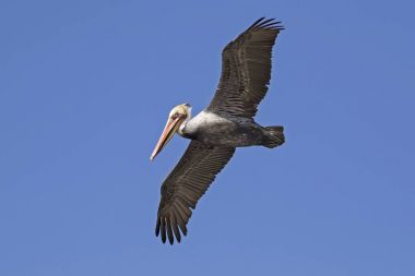 Bird brown pelican flying over Bolsa Chica Wetlands clipart