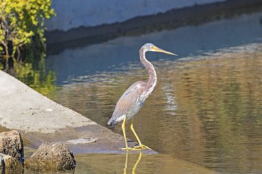 Kuş üç renk heron balıkçıl, Orange County'de sulak