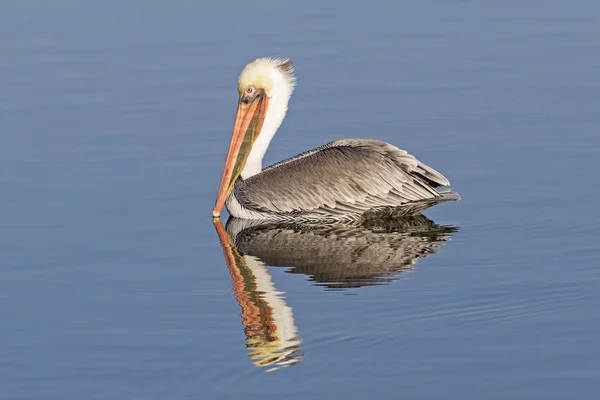 Burung Coklat Pelican Berenang Lahan Basah — Stok Foto