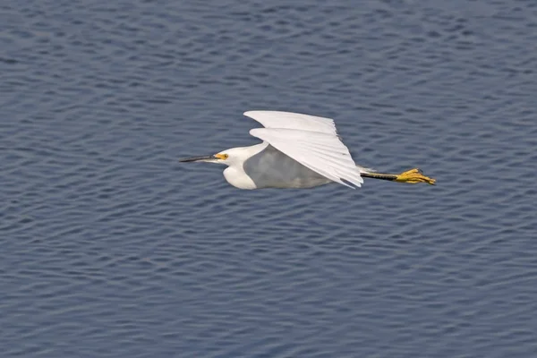 Oiseau Aigrette Neigeuse Volant — Photo