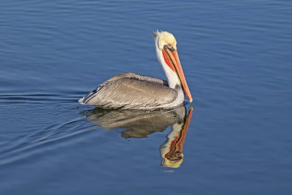 Brauner Pelikan Schwimmt Bolsa Chica Feuchtgebieten Südkalifornien — Stockfoto