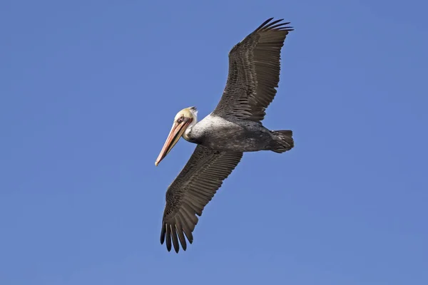 Vogel Brauner Pelikan Fliegt Über Bolsa Chica Feuchtgebiete — Stockfoto