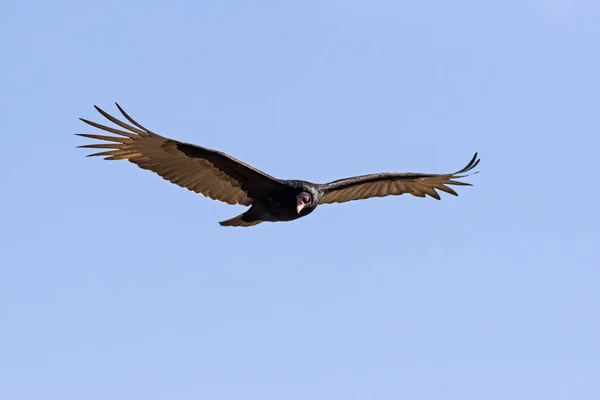 Buitre Pavo Pájaro Volando Sobre Humedales — Foto de Stock