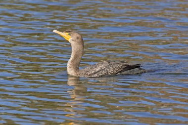 Park Gölü kuş karabatak
