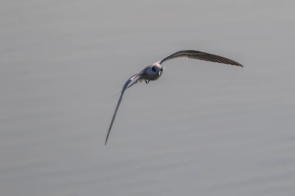 Vogel Seeschwalbe Ufervogel Fliegt Auf Feuchtgebiete — Stockfoto