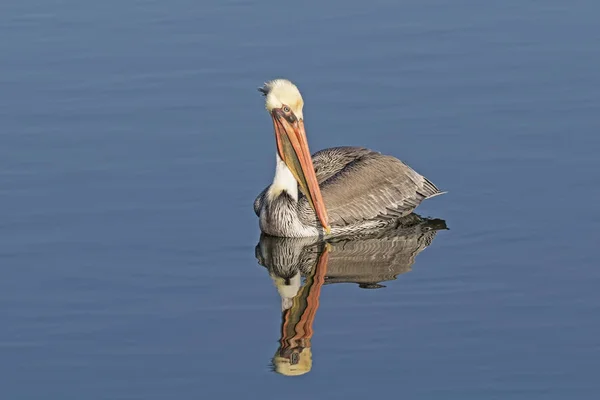 Vogel Brauner Pelikan Schwimmt Feuchtgebietsteich — Stockfoto