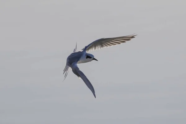 Bird tern shore bird flying at wetlands
