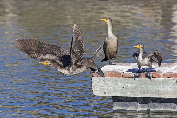 Cormorán Aves Lago Del Parque — Foto de Stock