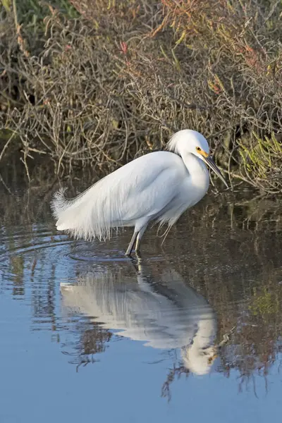 Pássaro Neve Egret Alimentação Zonas Húmidas Costa — Fotografia de Stock