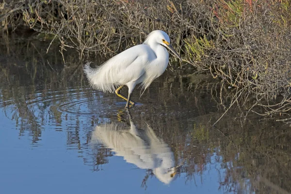 Pássaro Neve Egret Alimentação Zonas Húmidas Costa — Fotografia de Stock