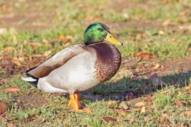 Kuş yeşilbaş ördek park göl kıyısı