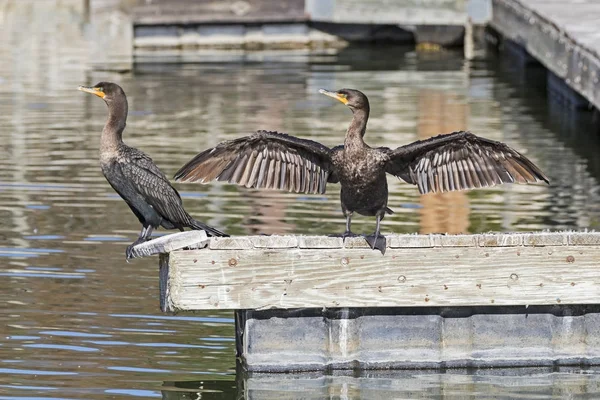 Los Angeles alan Park kuş karabatak