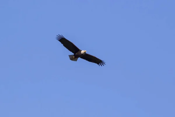 Águila Calva Volando Sobre Las Estribaciones Los Ángeles — Foto de Stock