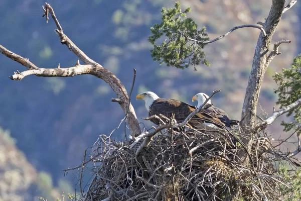 Bald eagles in their nest at Los Angeles foothills