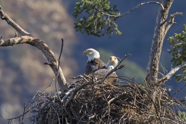 Bald eagles in their nest at Los Angeles foothills