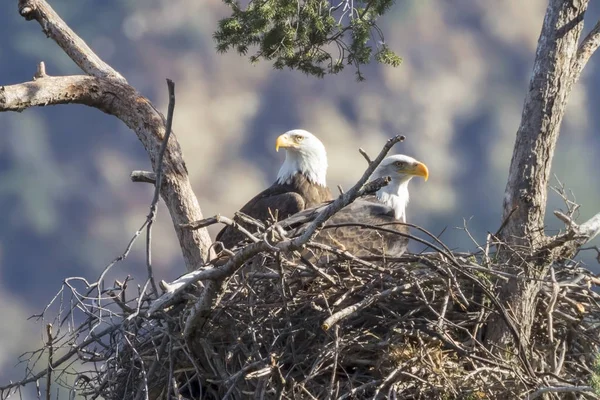 Bald eagles in their nest at Los Angeles foothills