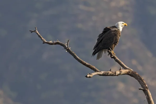 Eagle Perched Looking Los Angeles — Stock Photo, Image