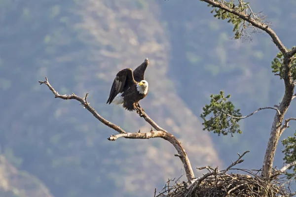 Bald Eagle Nest — Stock Photo, Image