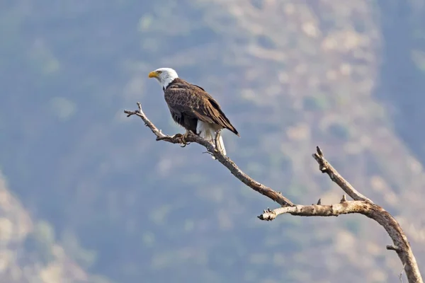 Eagle Perch Overlooking Los Angeles Valley — Stock Photo, Image