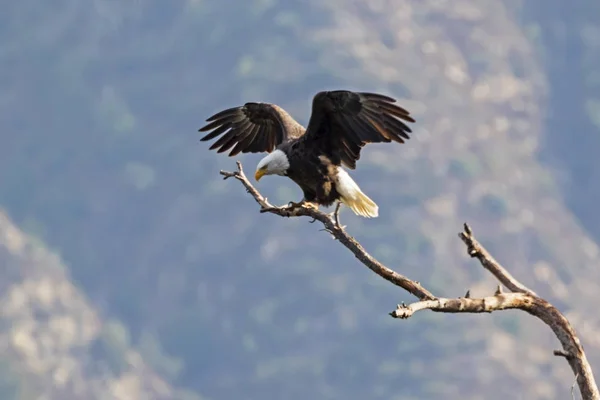 Eagle landing on tree limb perch