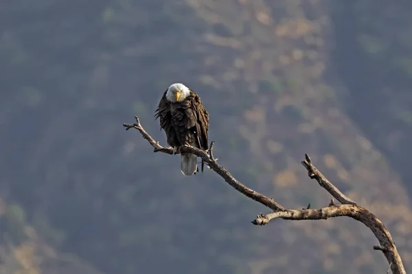 Eagle Los Angeles Foothills Valley Perch — Stock Photo, Image