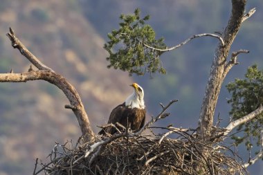 Kuş kel kartal Nest