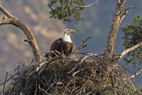 Eagle Los Angeles Foothills Nest High Valley — Stock Photo, Image