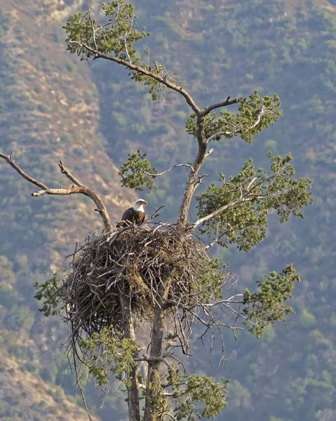 Eagle nest in Los Angeles foothills