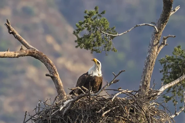 Bird bald eagle at nest