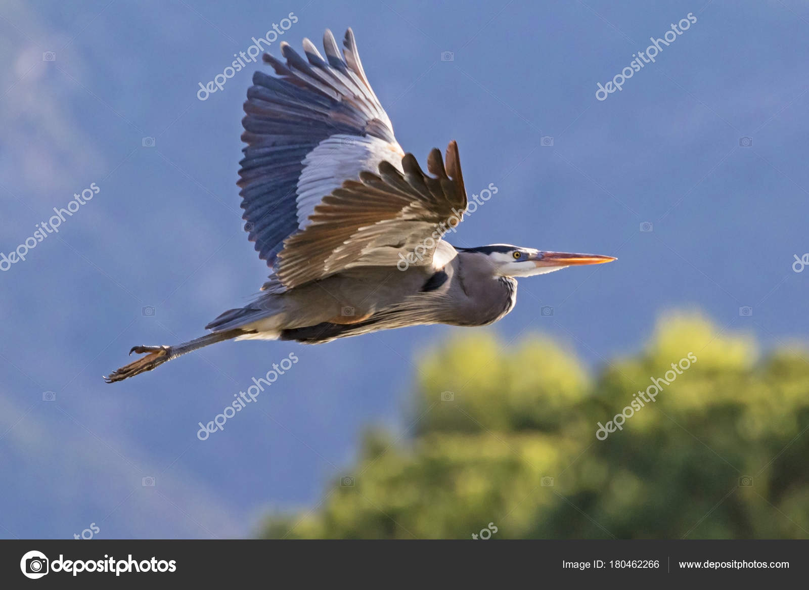 Oiseau Grand Héron Parc Los Angeles Photographie Kgriff