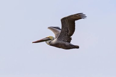 Bird brown pelican flying above the Salton Sea clipart
