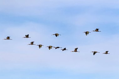 Bird flock of white face ibis flying together at the Salton Sea clipart