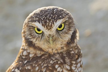 Kuş oyuk baykuşu, Salton Denizi