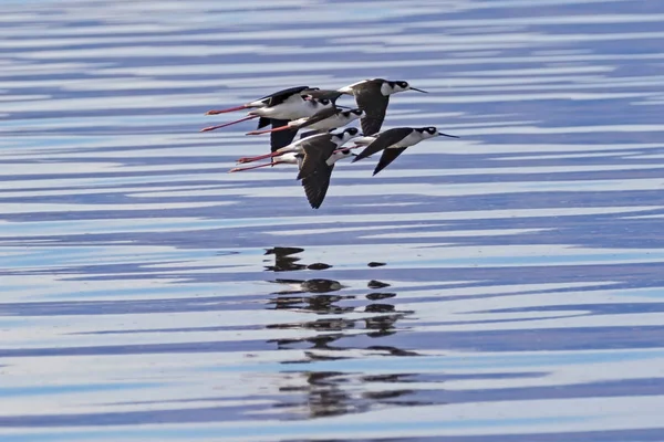 Pássaros Que Voam Mar Salton — Fotografia de Stock