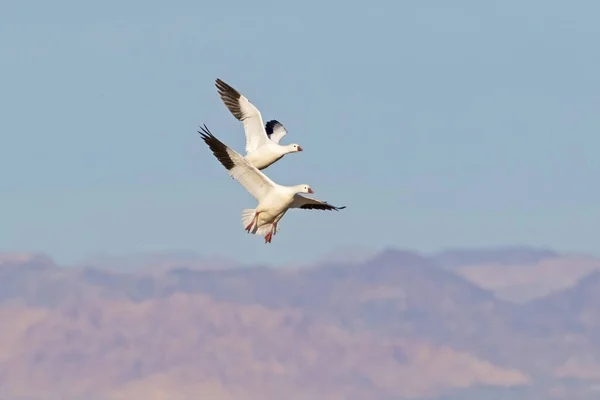 Птицы Высаживаются Заповеднике Море Солтона — стоковое фото