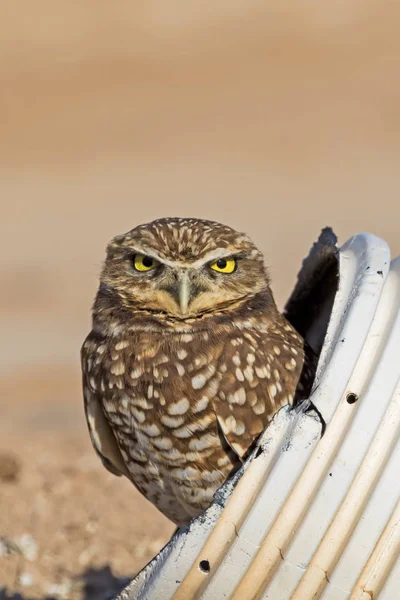 Bird burrowing owl at Salton Sea