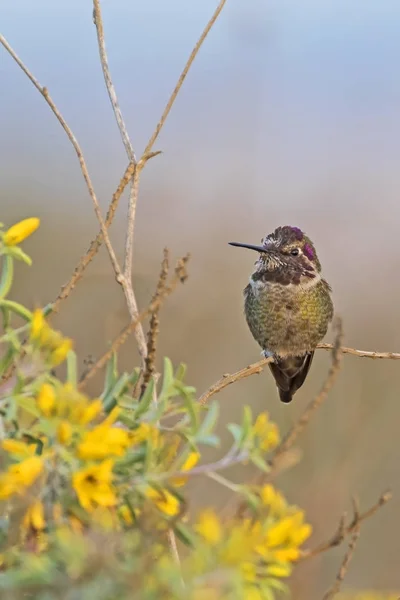 Beija Flor Bolsa Chica Wetlands — Fotografia de Stock