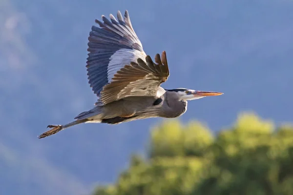 Vogel Großer Blauer Reiher Los Angeles Park — Stockfoto