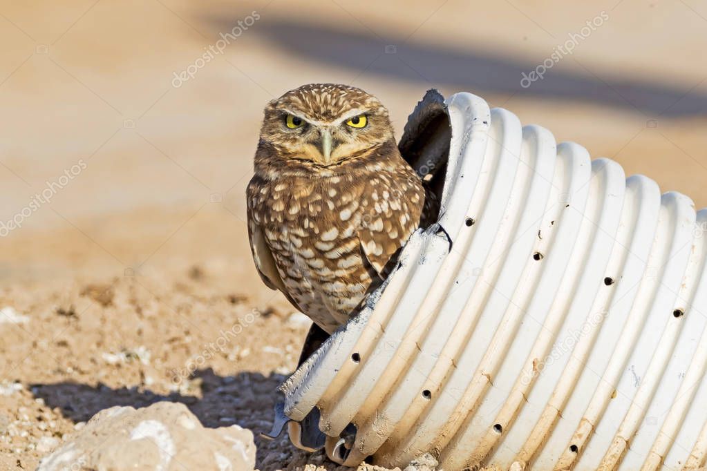 Bird burrowing owl at Salton Sea