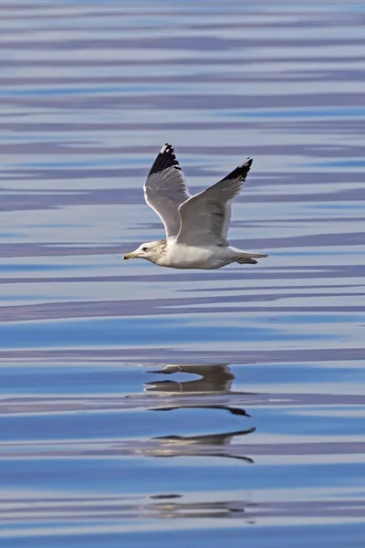 Mouette Oiseau Mer Salton Dans Désert Californie — Photo