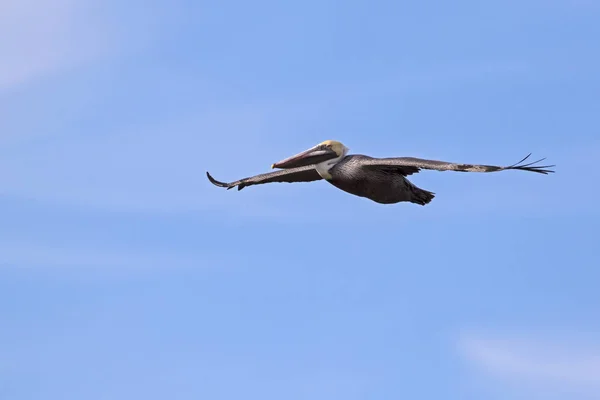 Vogel Brauner Pelikan Fliegt Der Saltonsee — Stockfoto