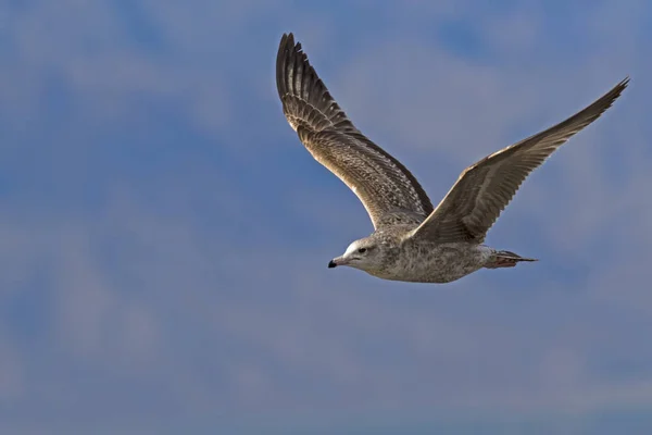 Pták Racek Salton Sea Kalifornské Poušti — Stock fotografie