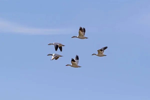 Gansos Neve Pássaros Mar Salton — Fotografia de Stock