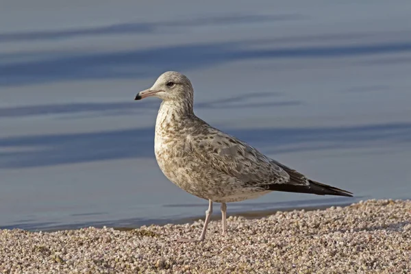 Mouette Oiseau Mer Salton Dans Désert Californie — Photo