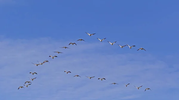 Птицы Снежные Гуси Летают Высоко Над Солтонским Морем Пустыне Калифорнии — стоковое фото
