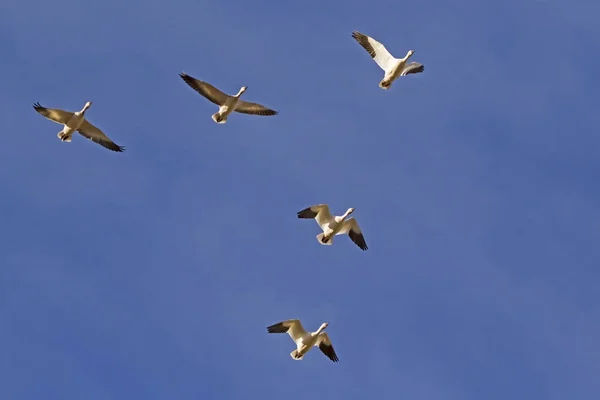 Birds Snow Geese Flying High Salton Sea California Desert — Stock Photo, Image