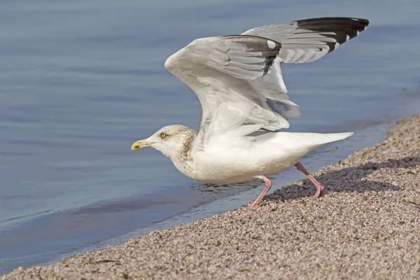 Vogelmöwe Saltonmeer Der Kalifornischen Wüste lizenzfreie Stockfotos