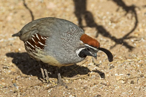 Pájaro California Codorniz Mar Salton Desierto California — Foto de Stock